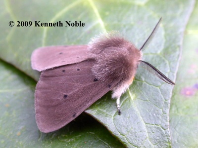 Muslin moth (Diaphora mendica) Kenneth Noble